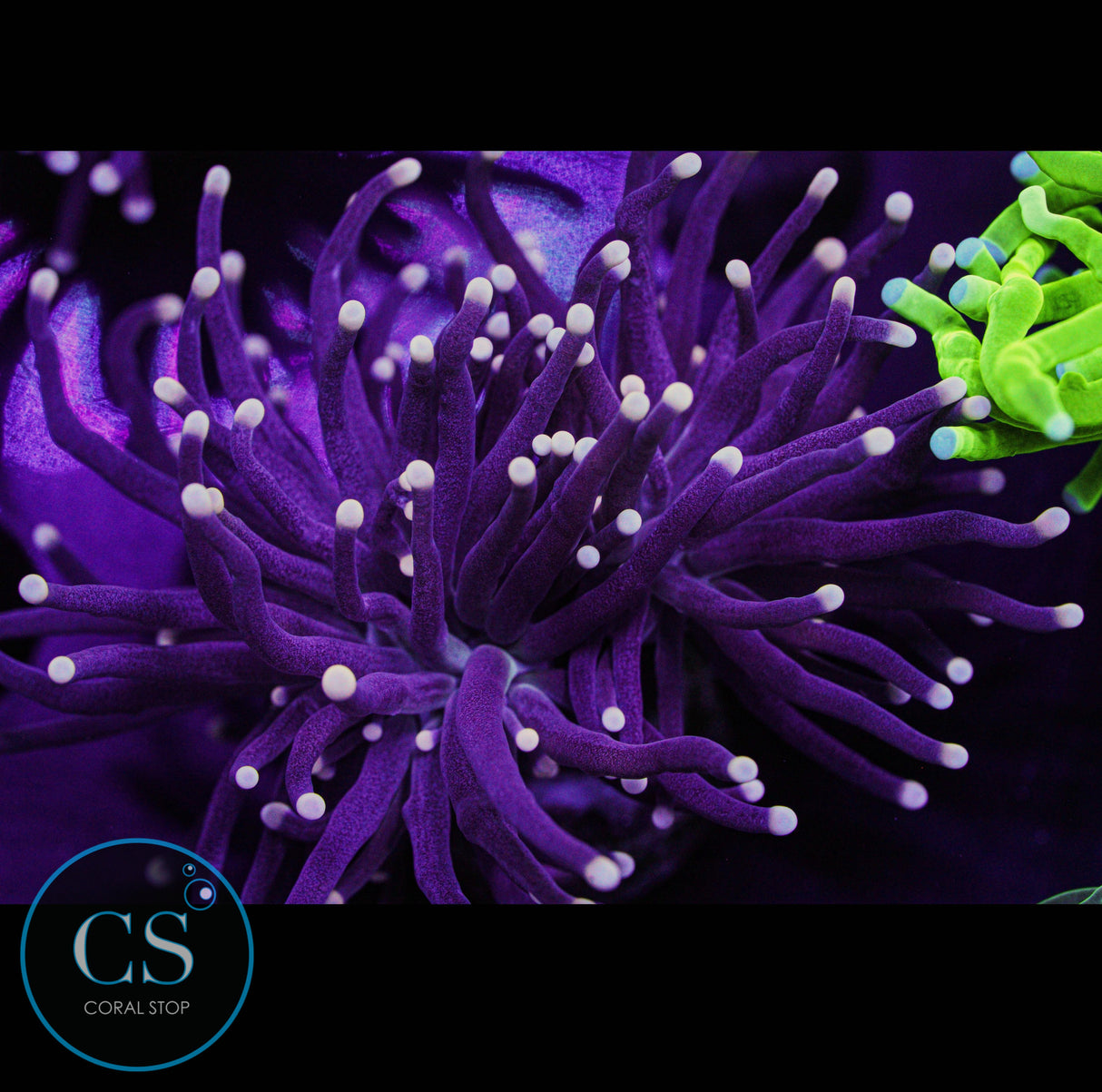 Two Head Miami Hurricane Torch