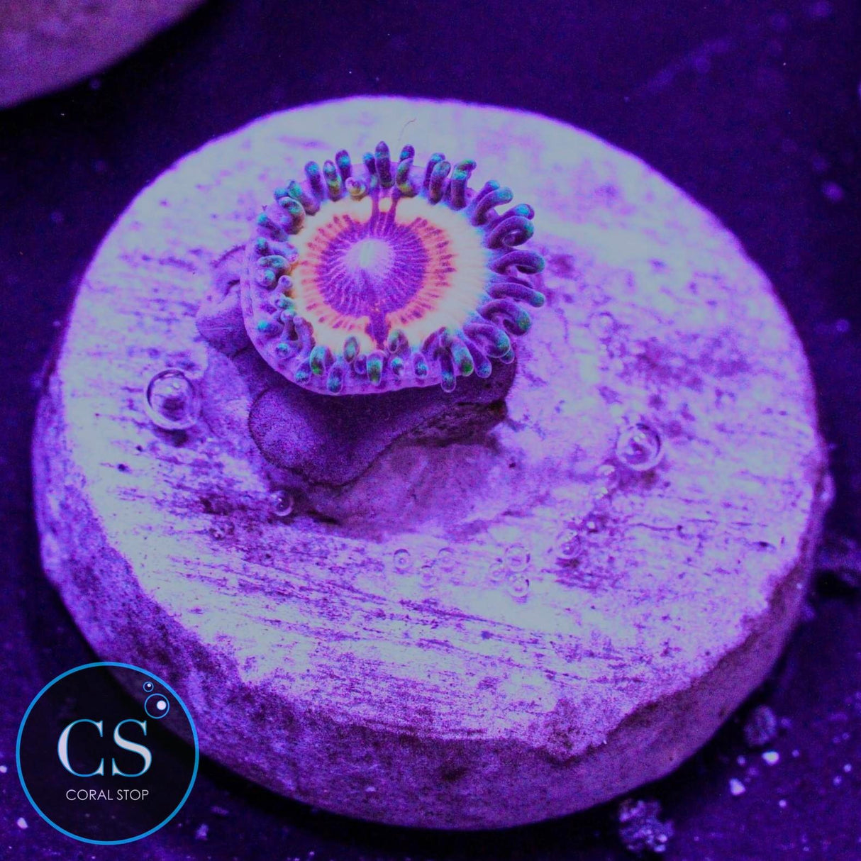 Sonic Flare Zoa