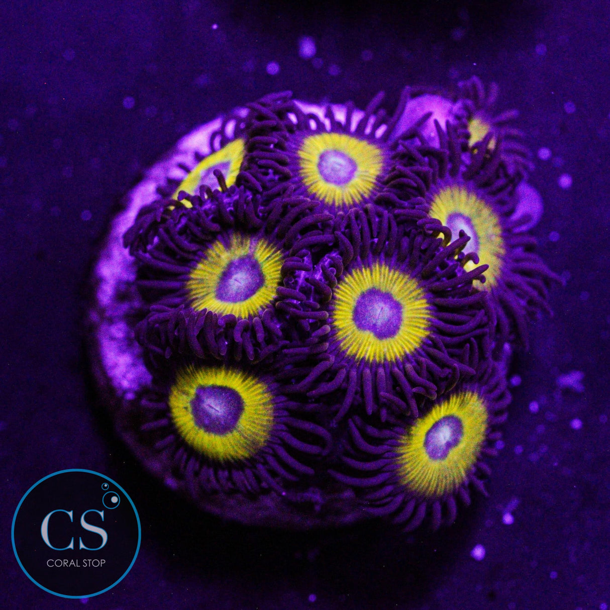Belladonna Zoa