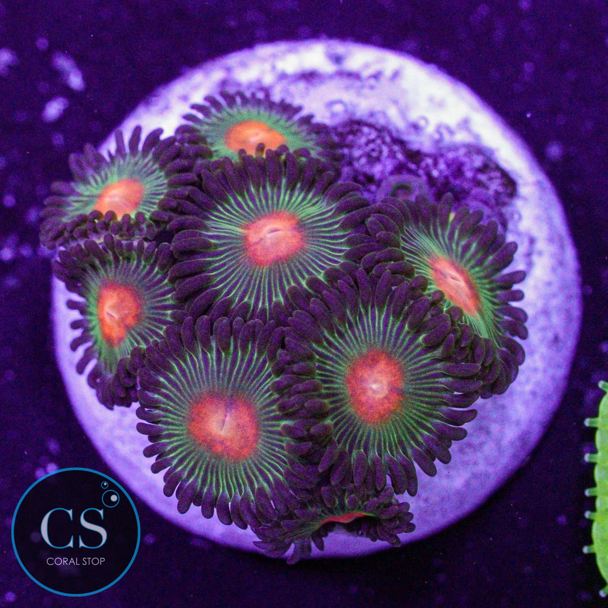 Green Bay Packers Zoa