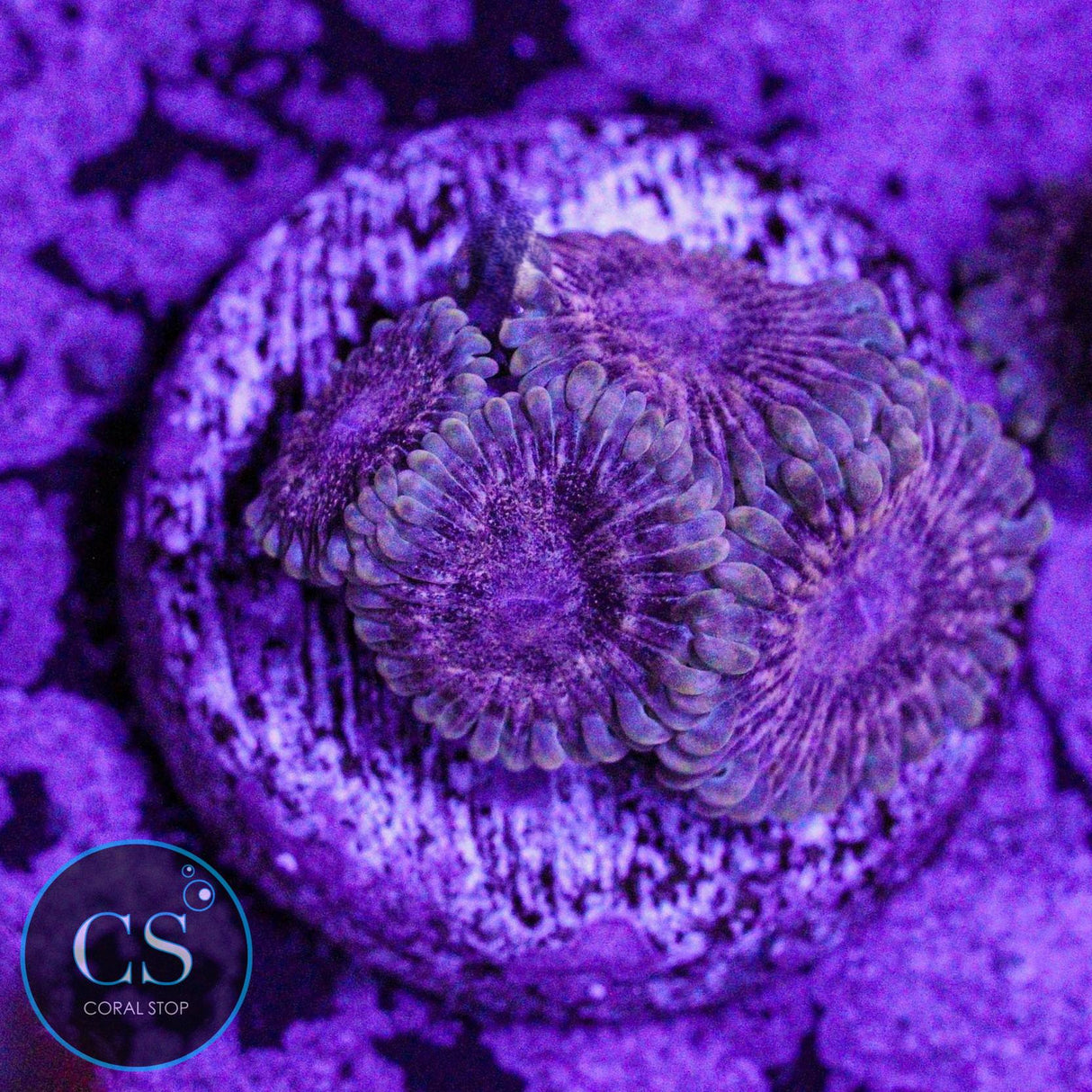 Guano Zoa