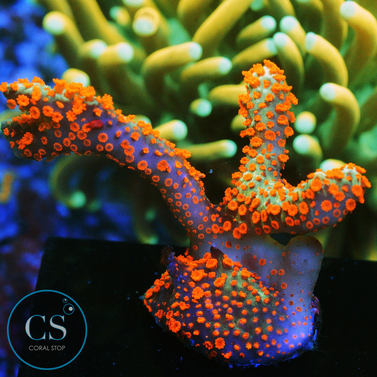 BUBBLEGUM DIGITATA