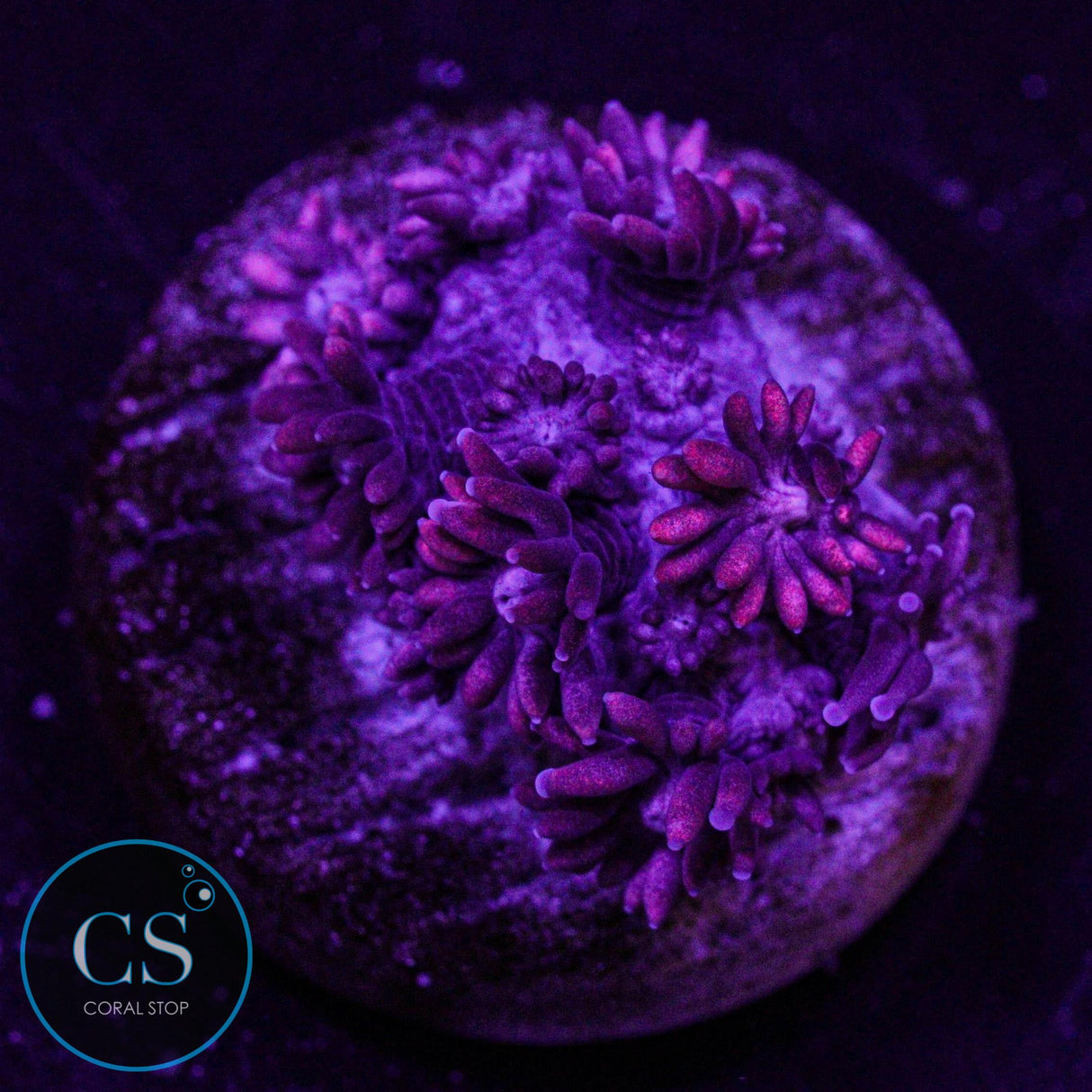 Red Goniopora
