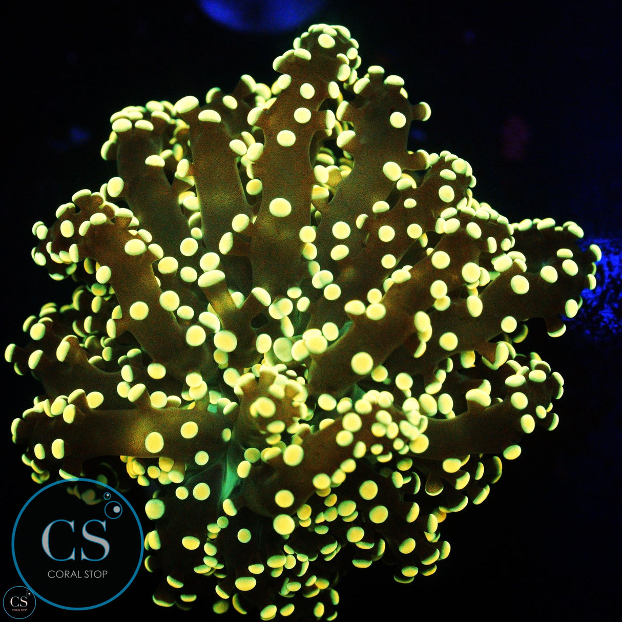 YELLOW YAEYAMAENSIS