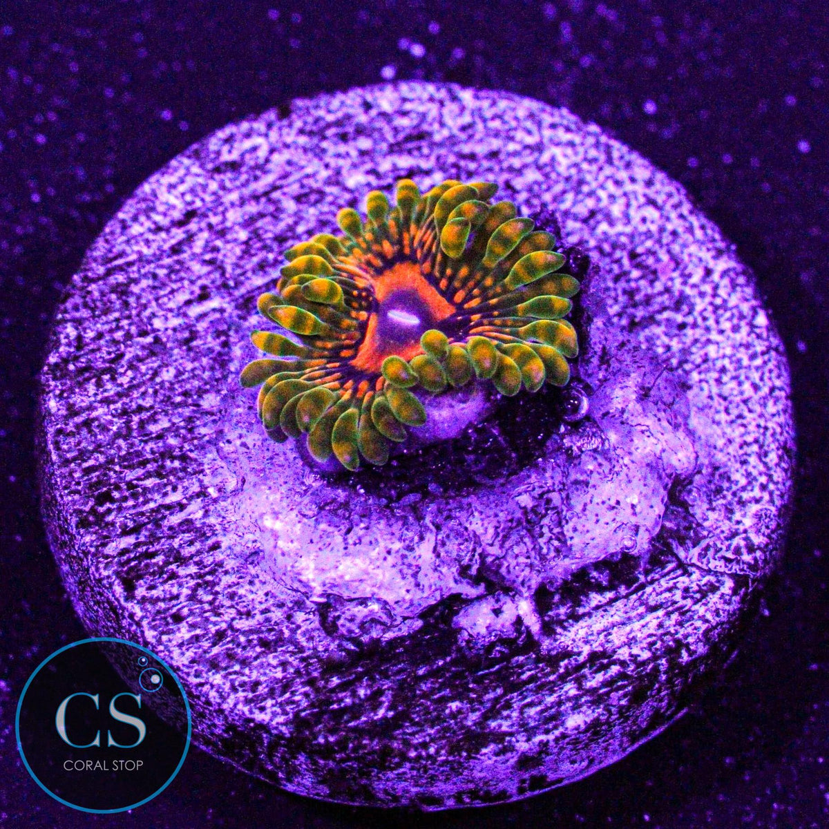Grand Master Krak GMK Zoa