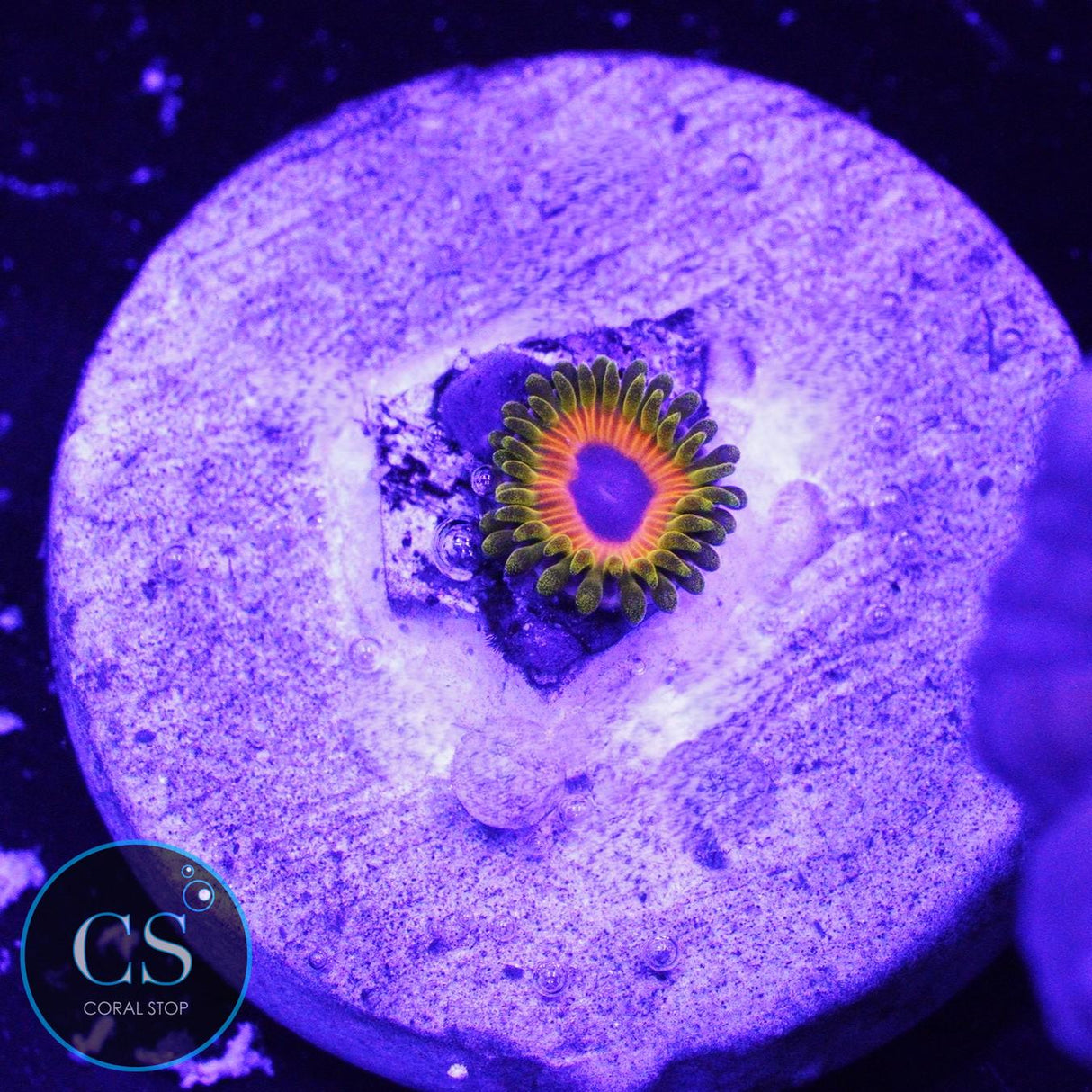 GREAT OWL ZOA
