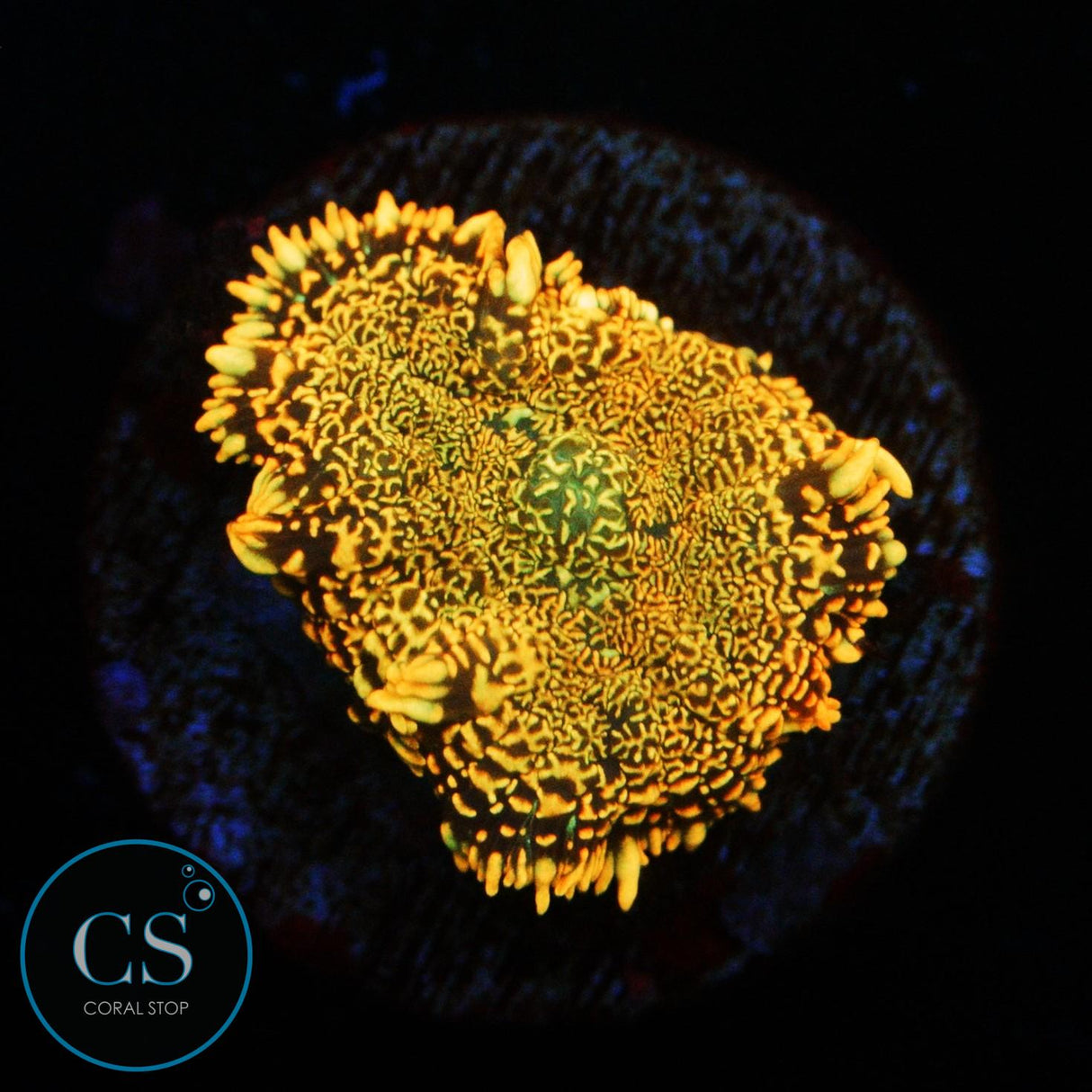 FLAME FIELD MUSHROOM