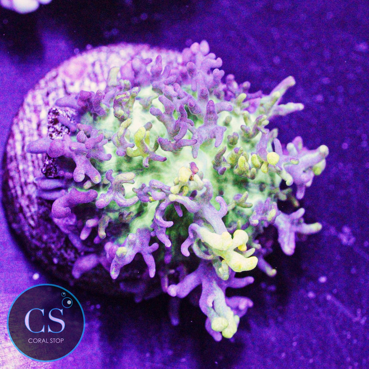 CC Magic Carpet Bounce Mushroom