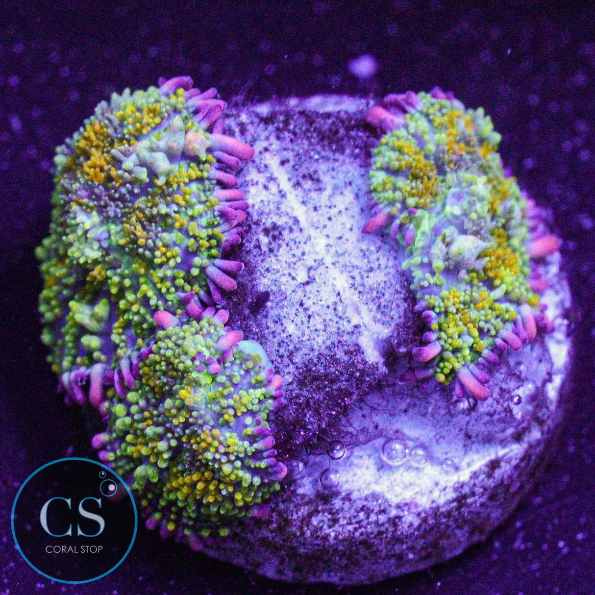 Gonzo Gold Dragon Bounce Mushroom Mini Colony