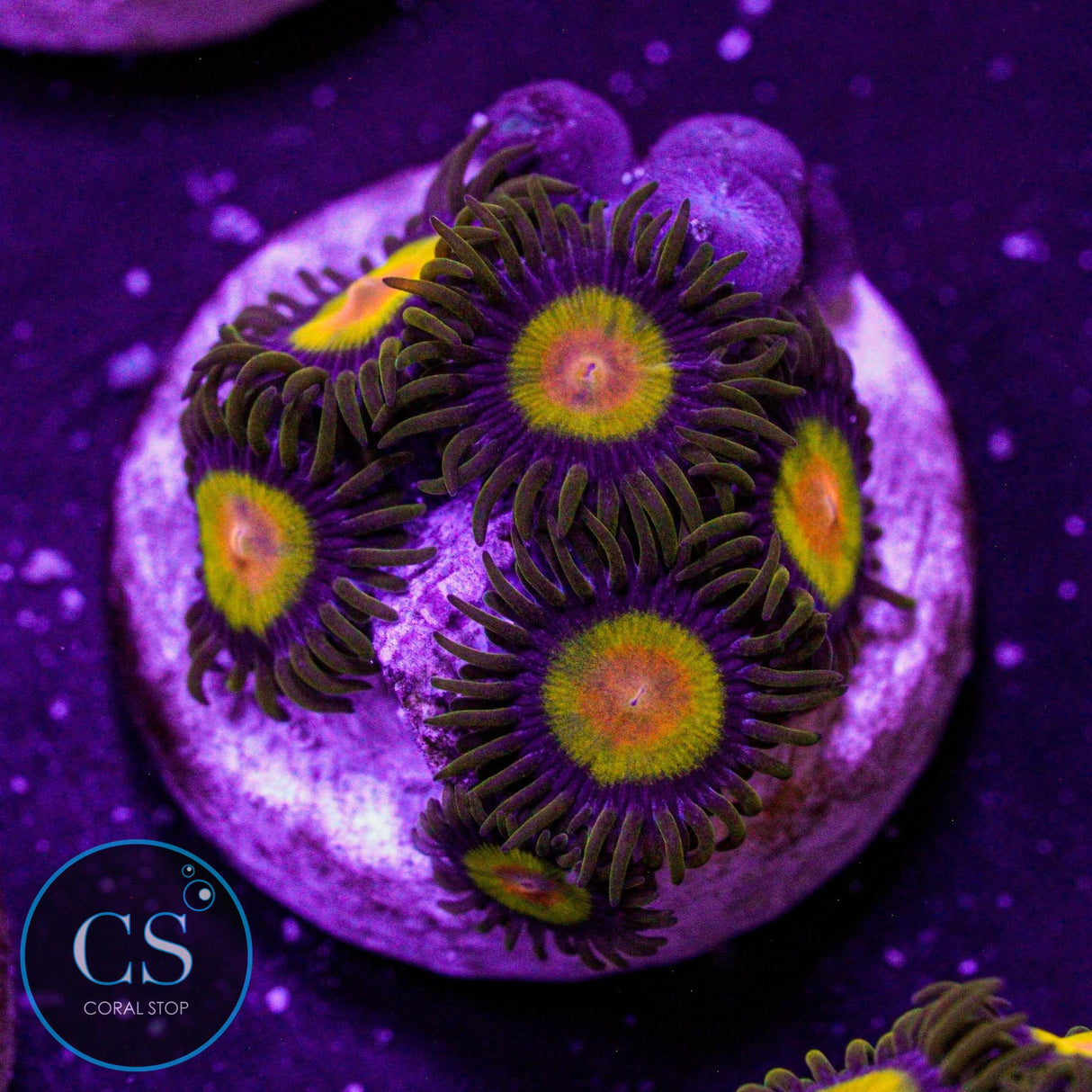 Tutti Frutti Zoa