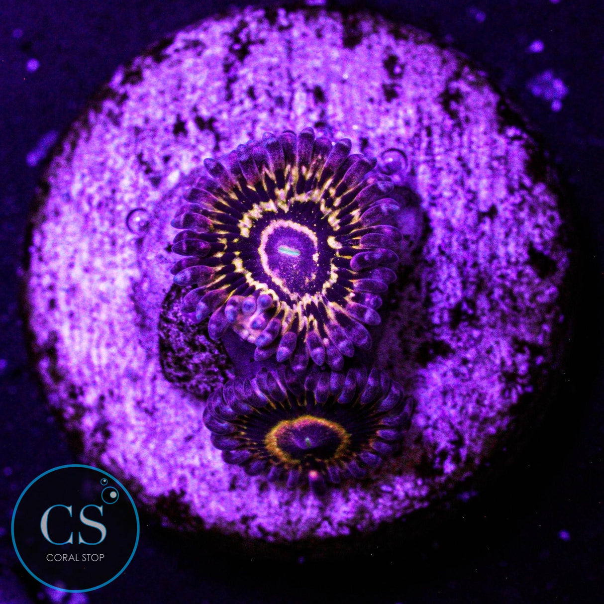 Stratosphere Zoa