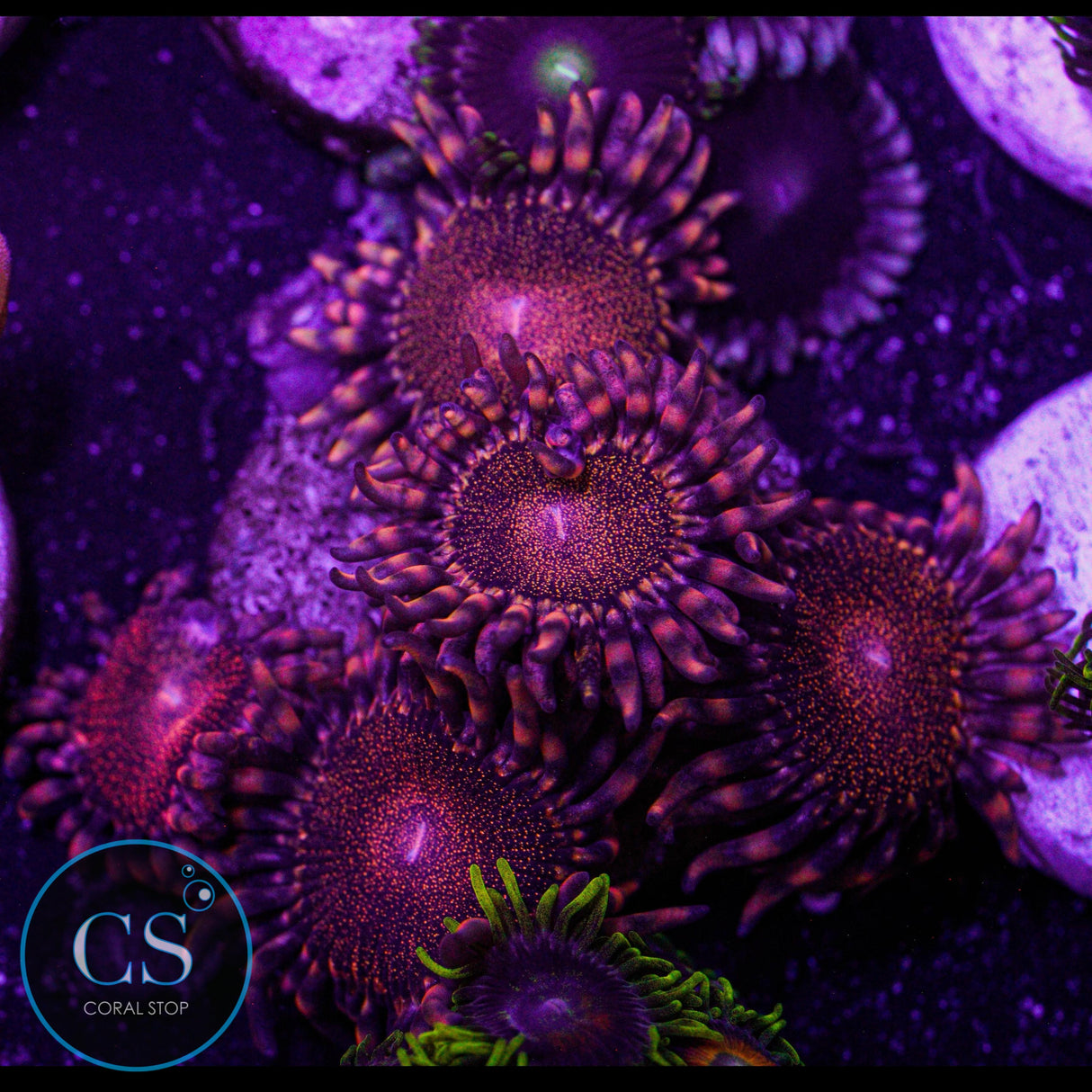 Orange Deathstar Zoa