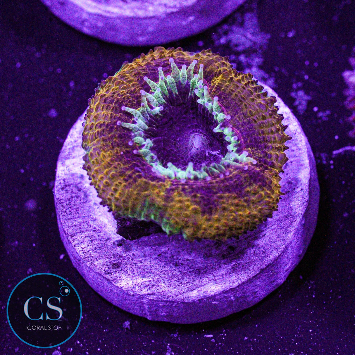 Peanut Butter Jelly Acan