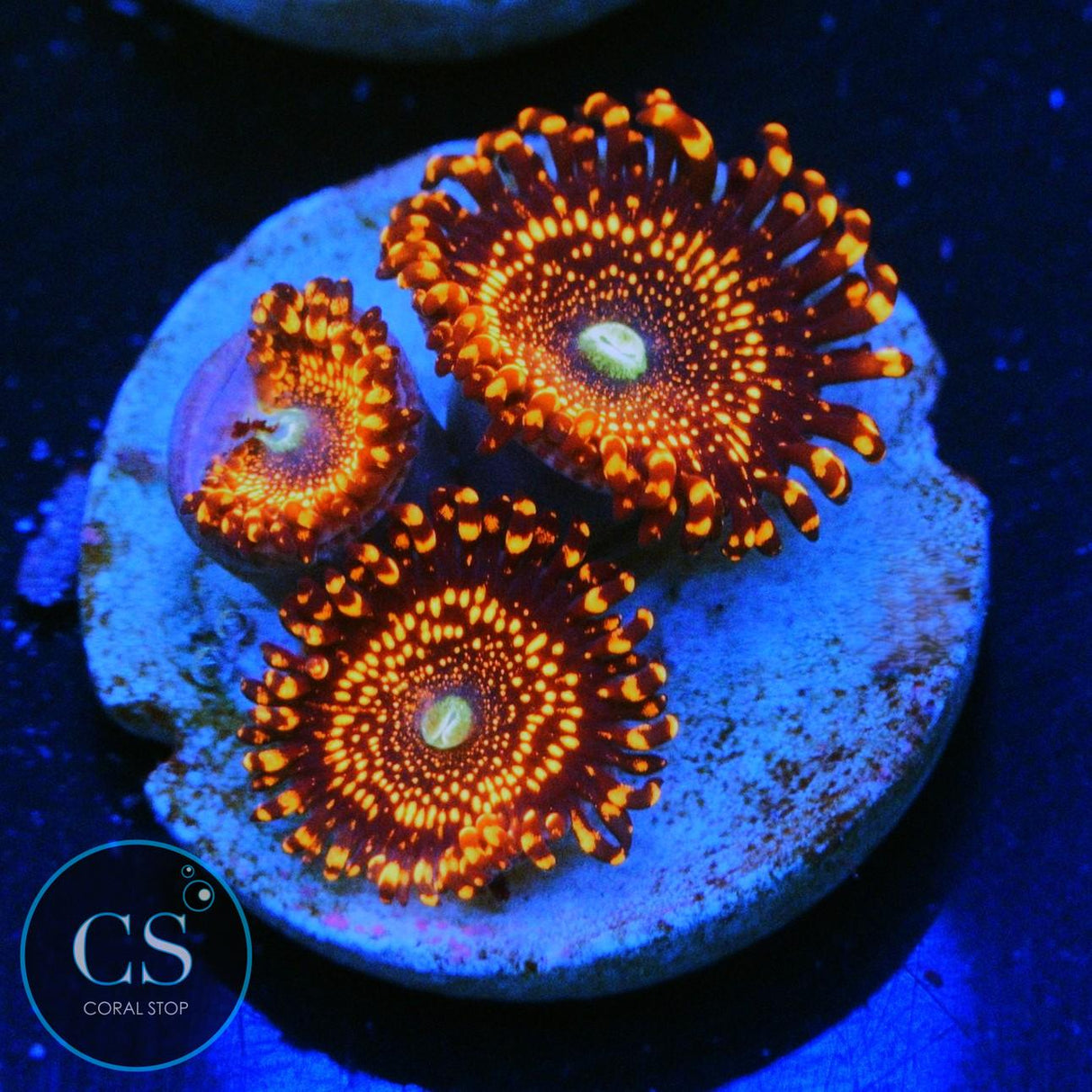 WWC ILLUMINATI ZOA
