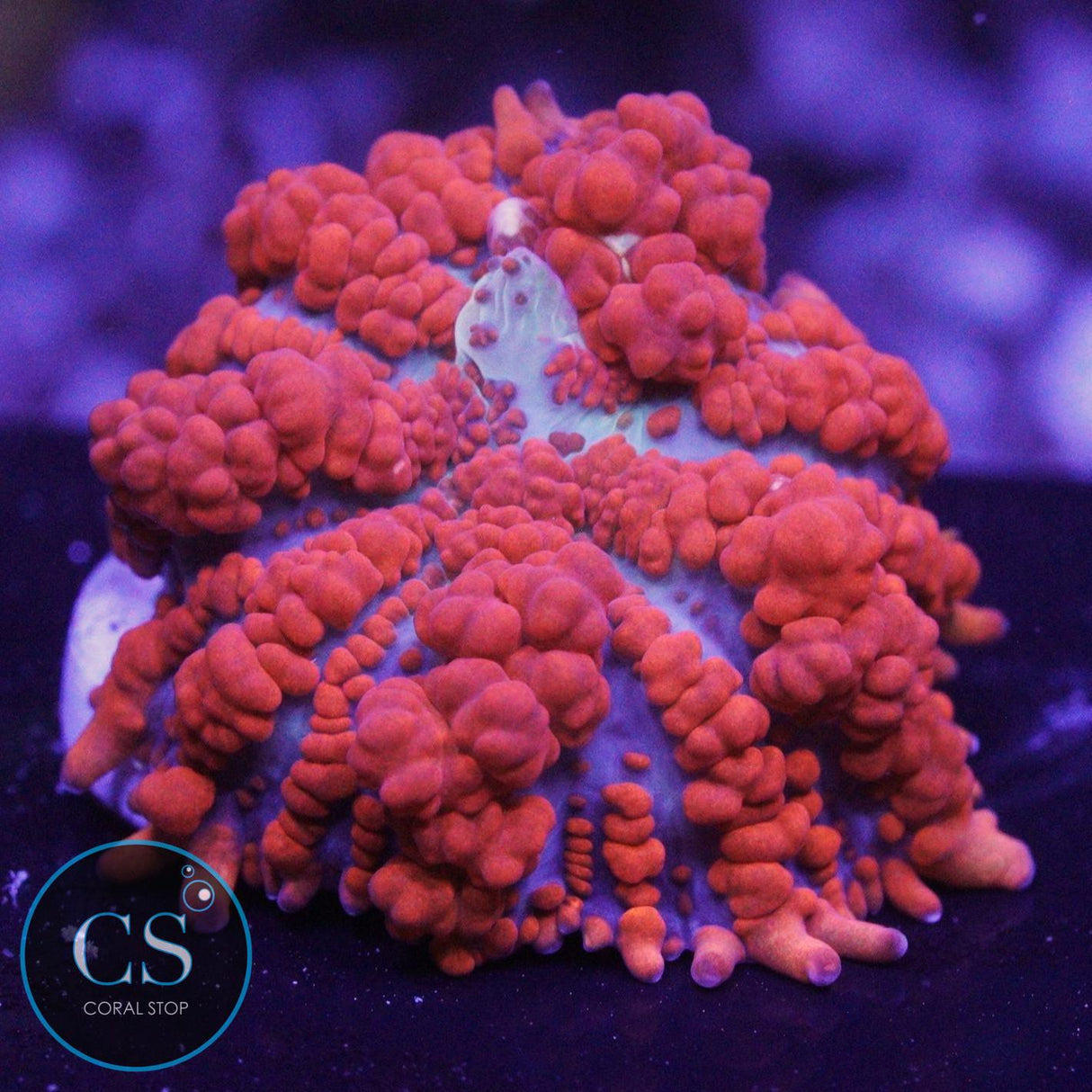 JF RAUNCHY RED BOUNCE MUSHROOM