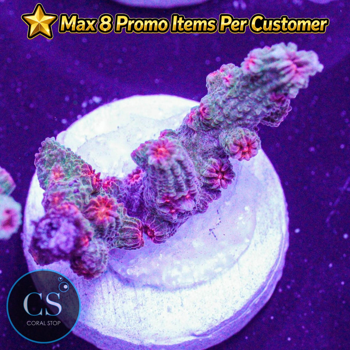 Branch Meteor Shower Cyphastrea