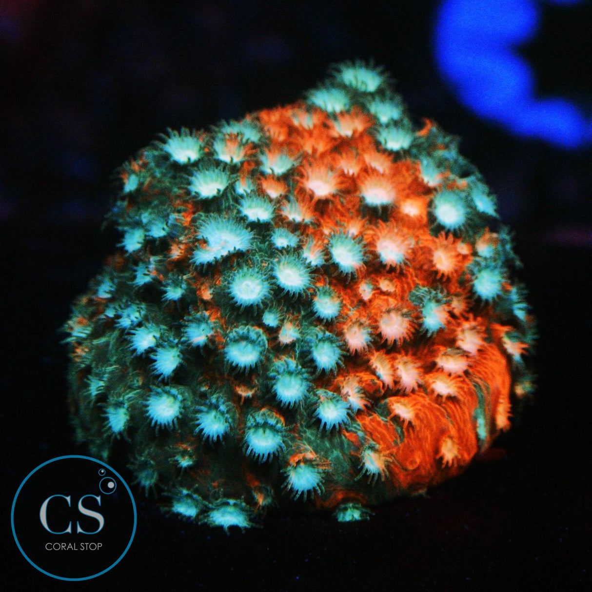 JF FENDER BENDER CYPHASTREA