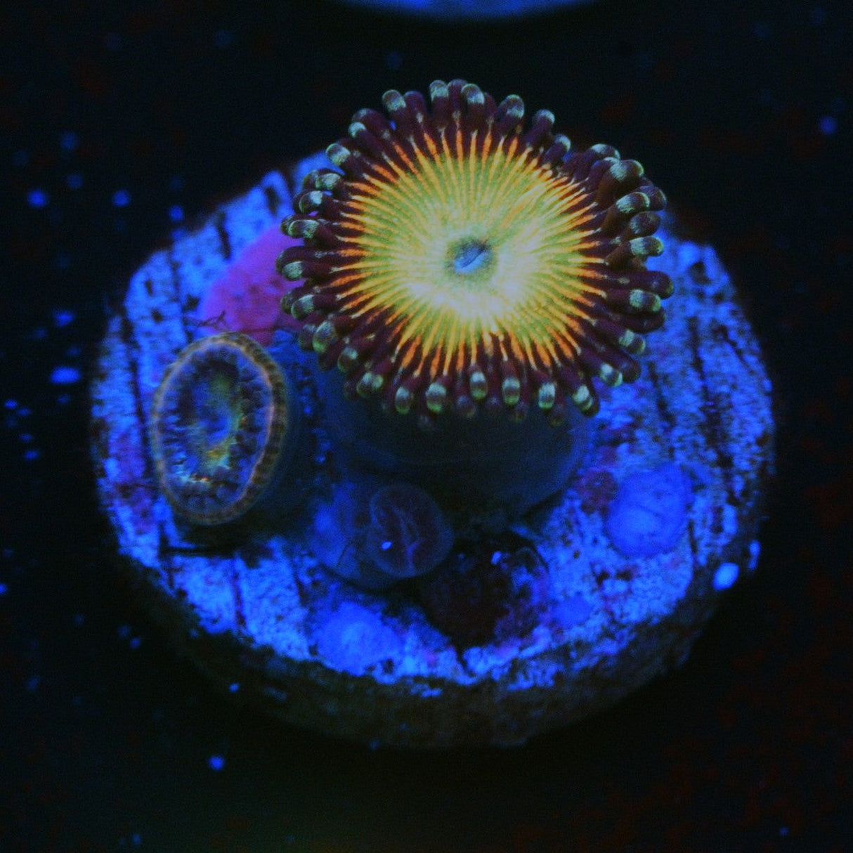 HYPER JUBILEE ZOA