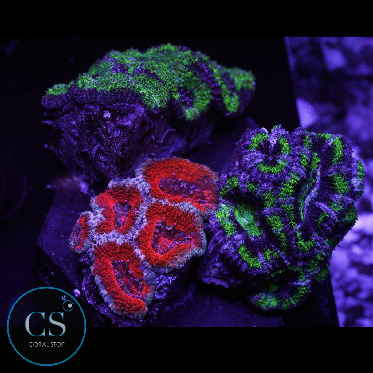 ACAN GARDEN
