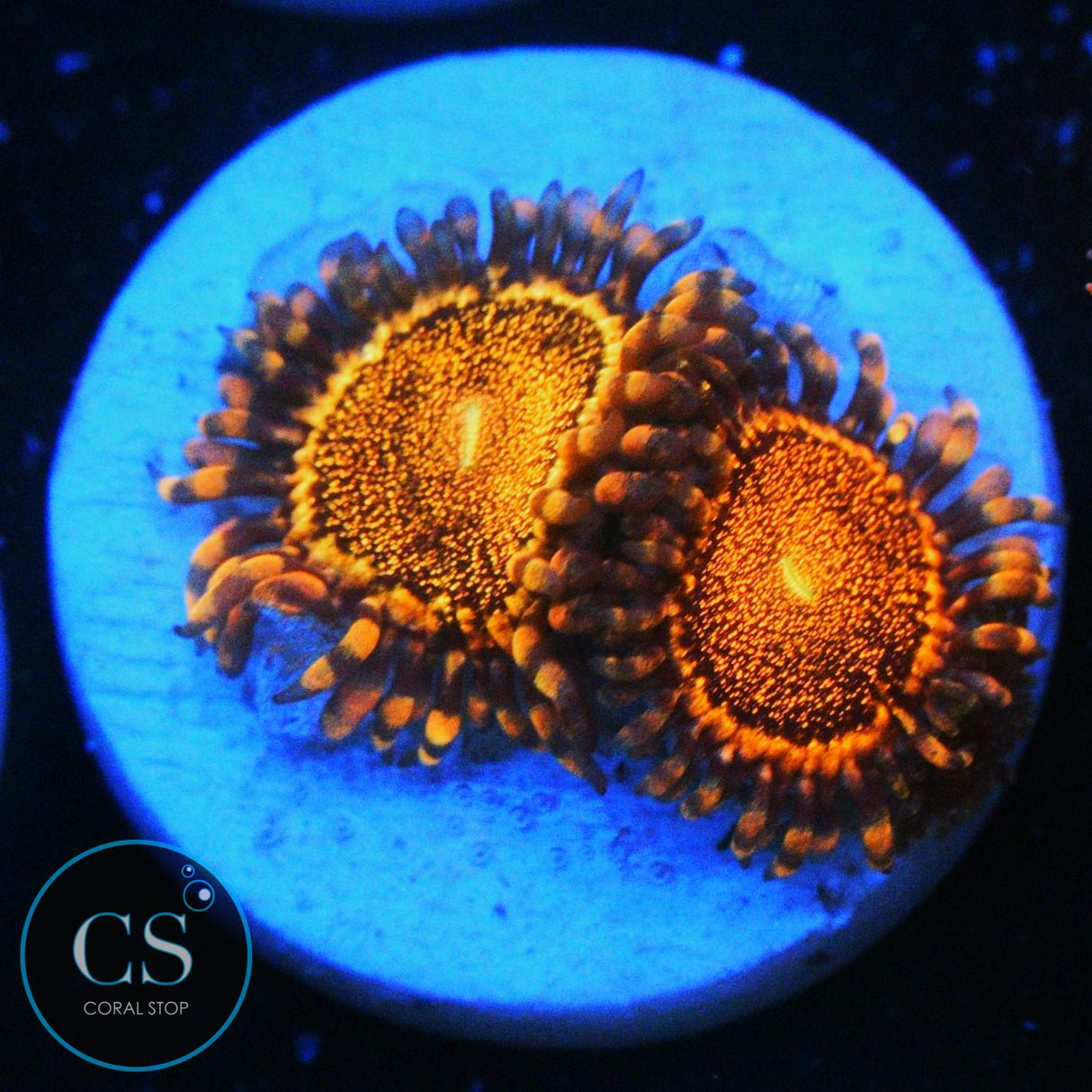CS ORANGE DEATHSTAR ZOA