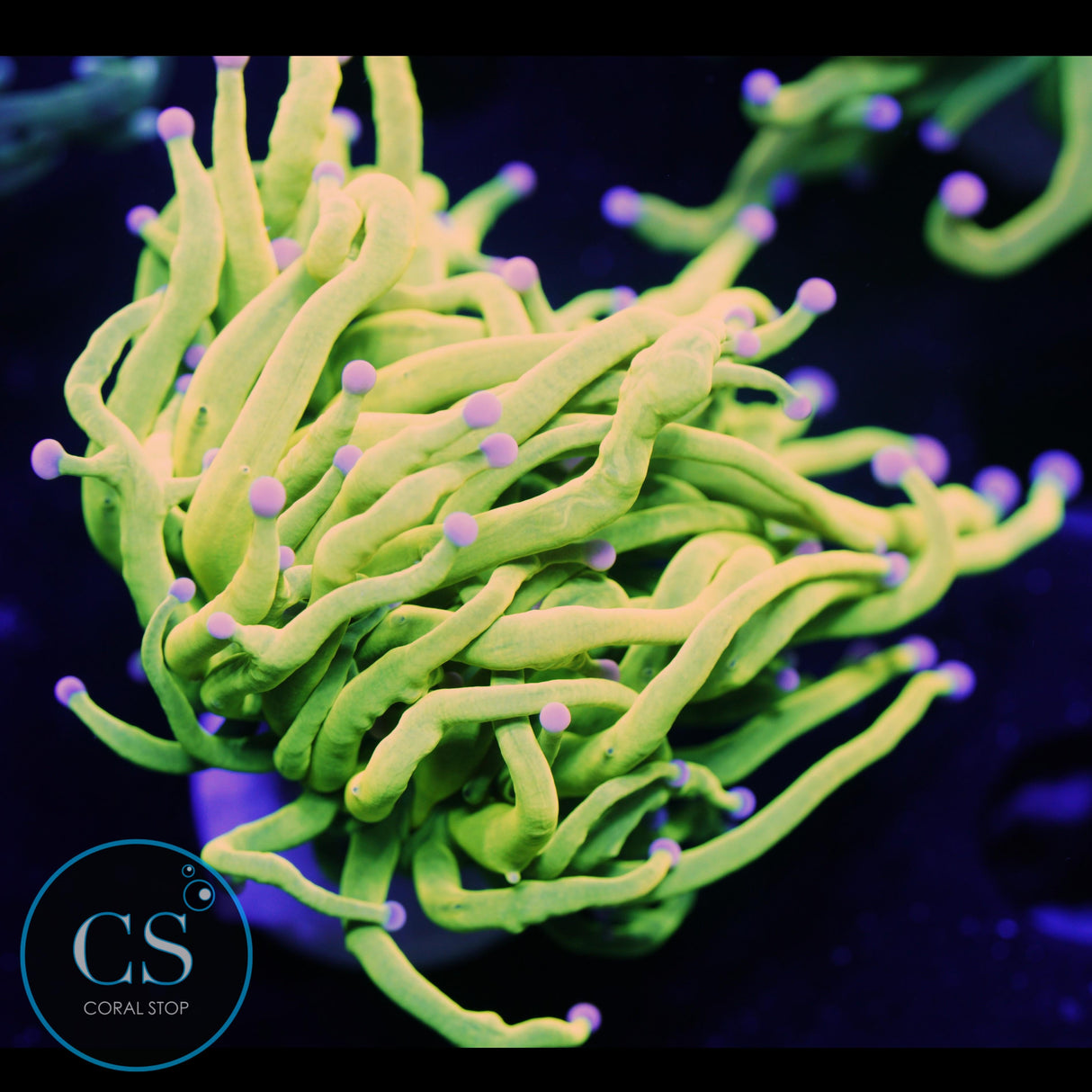 COTTON CANDY HOLY GRAIL TORCH