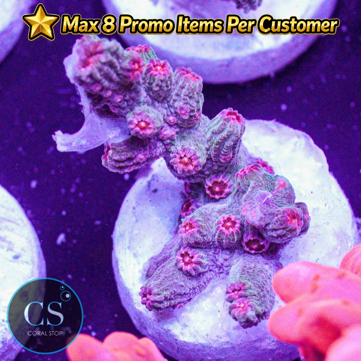 Branch Meteor Shower Cyphastrea