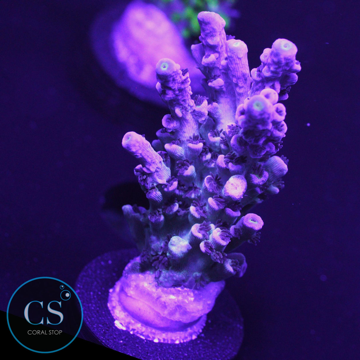 SBB Little Dipper Acro