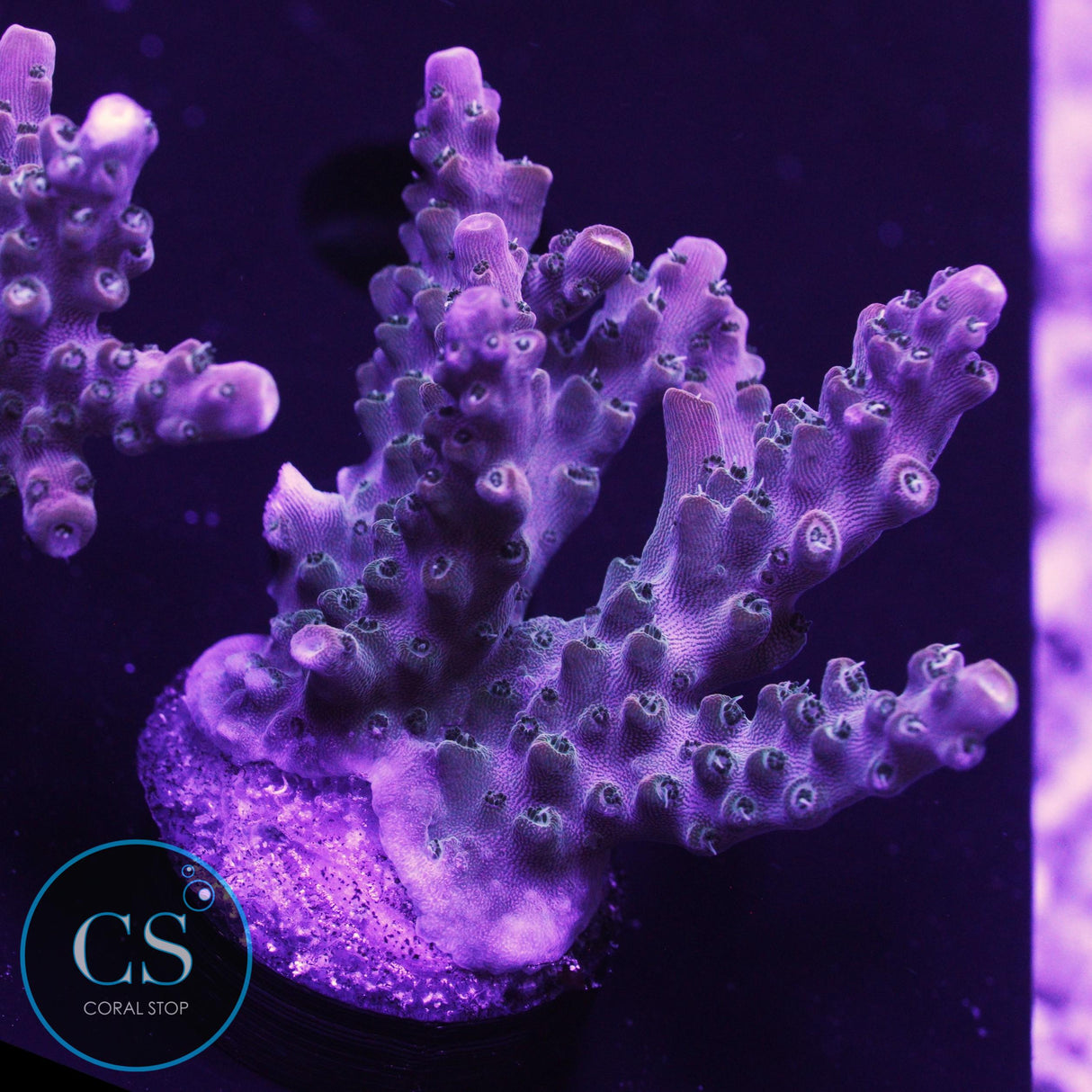 SBB Afterburner  Acro