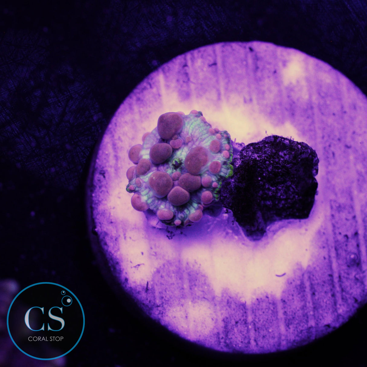 Neptune Bounce Mushroom