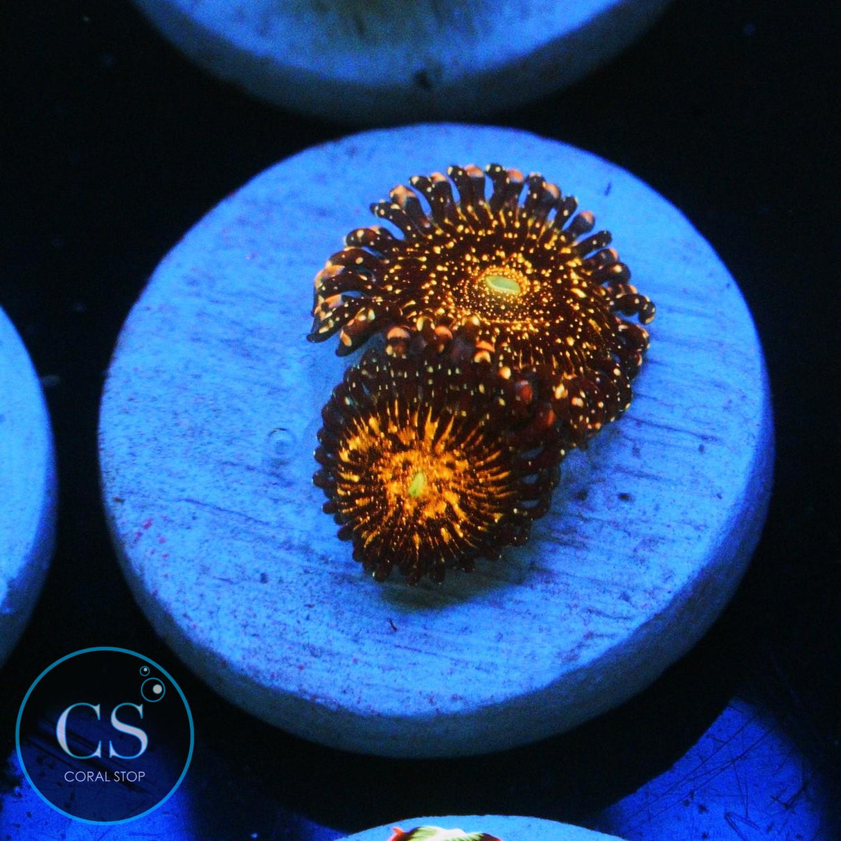 JF FRANKIES ACID TRIP ZOA