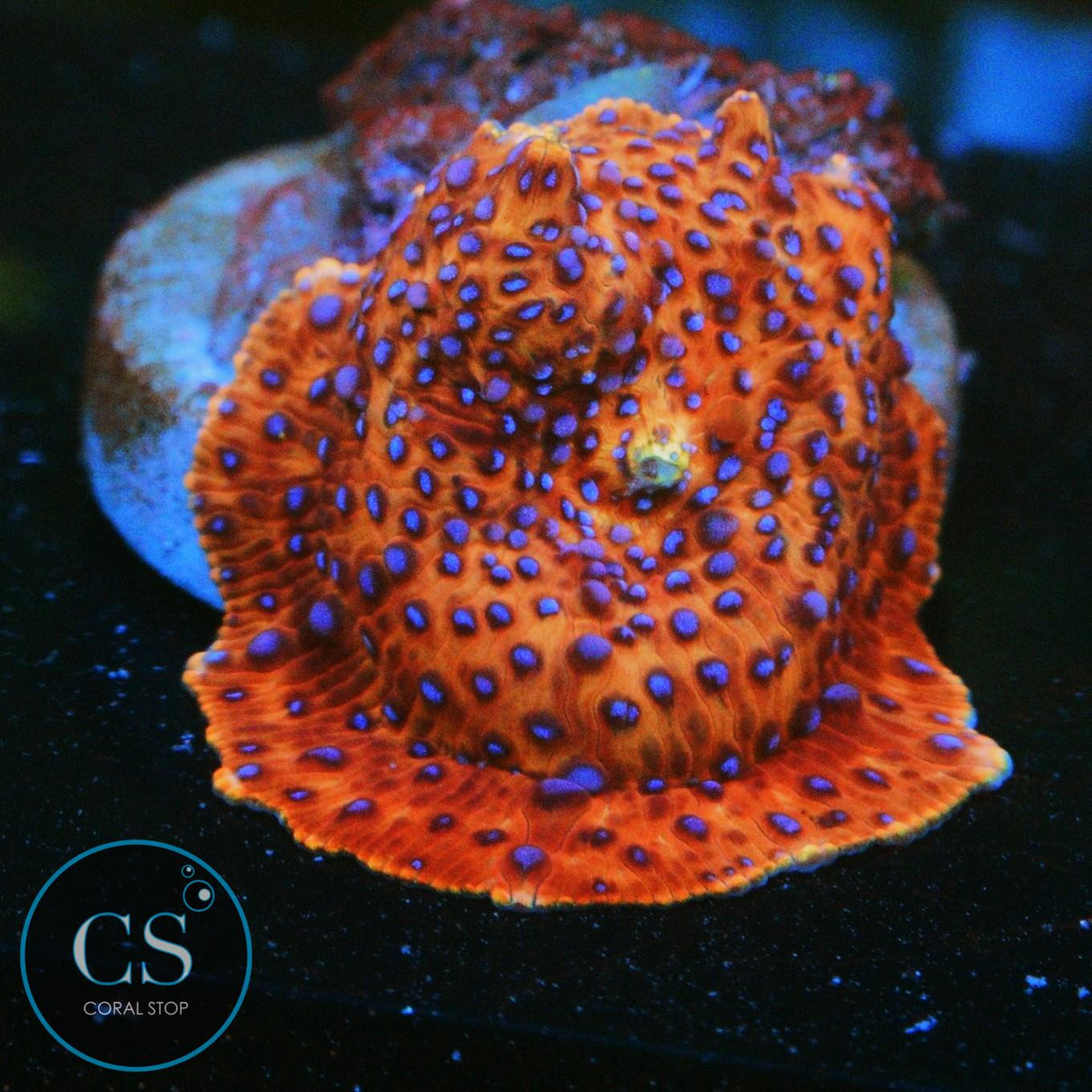 BLUE SPOTTED DISCO MUSHROOM