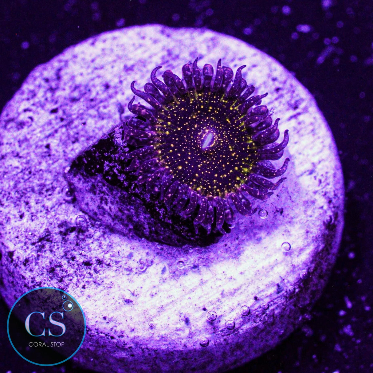 JF Frankie's Acid Trip Zoa