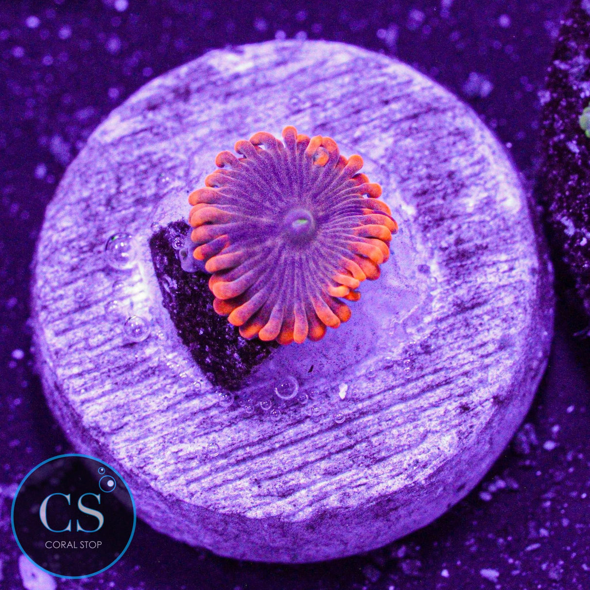 Fruit Punch Zoa