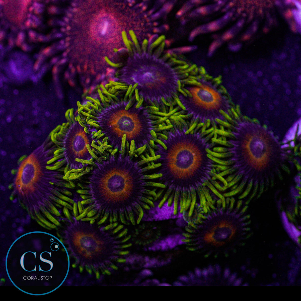 Lazy Lashes Zoa