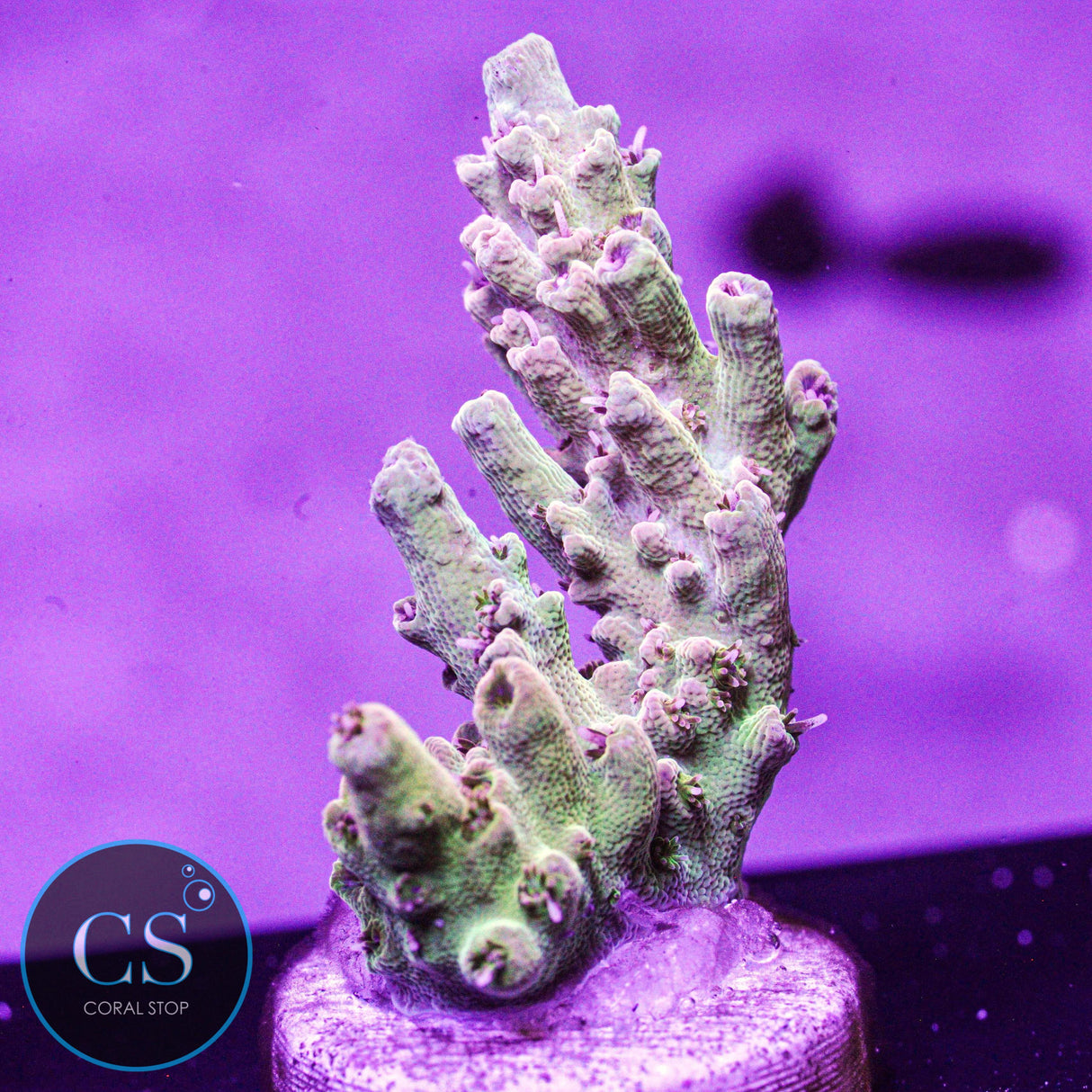 Greg's Unicorn Acro