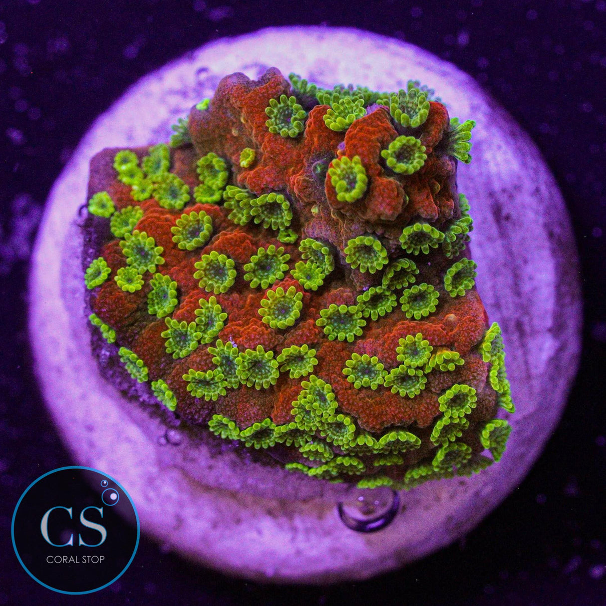 Sunset Montipora