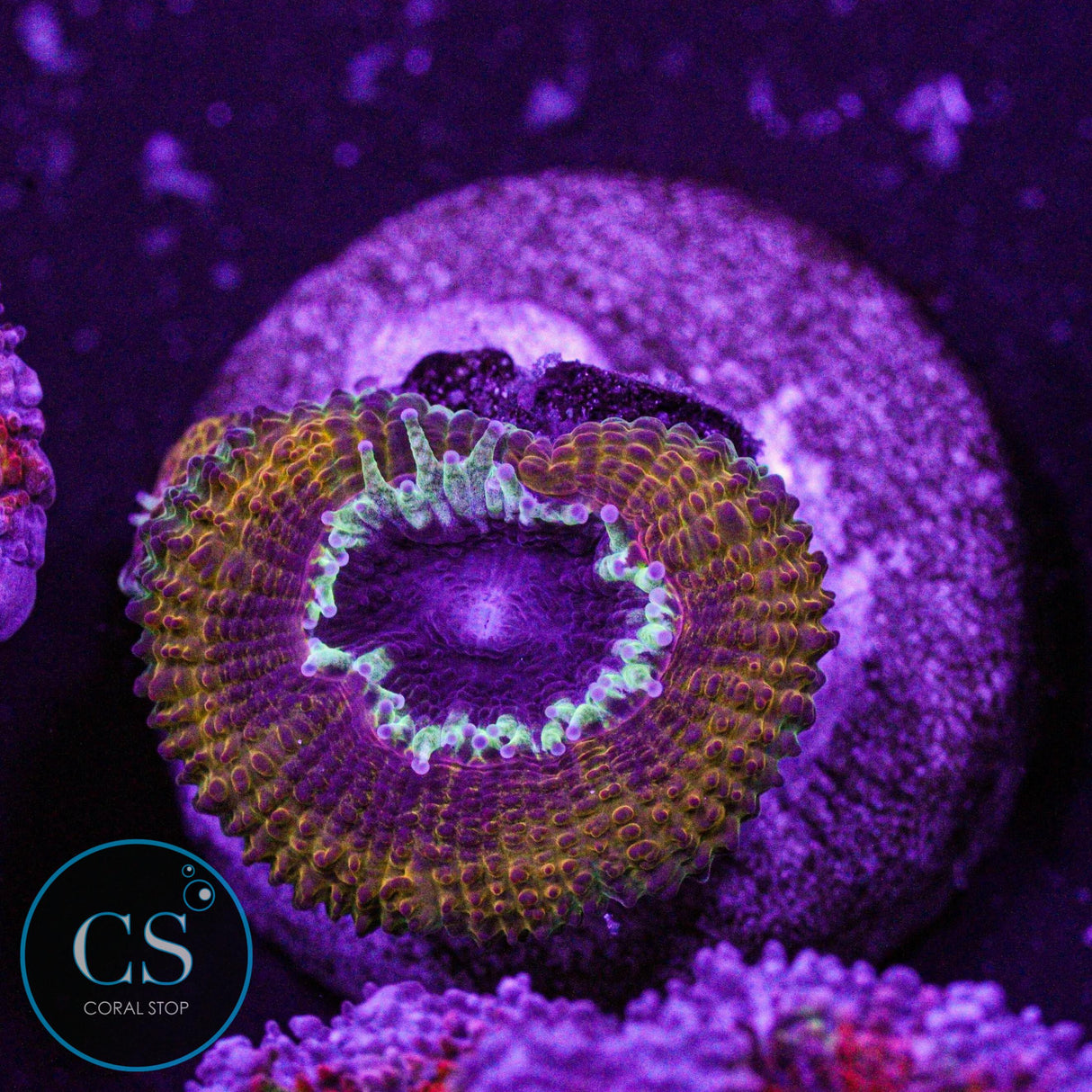 Peanut Butter Jelly Acan