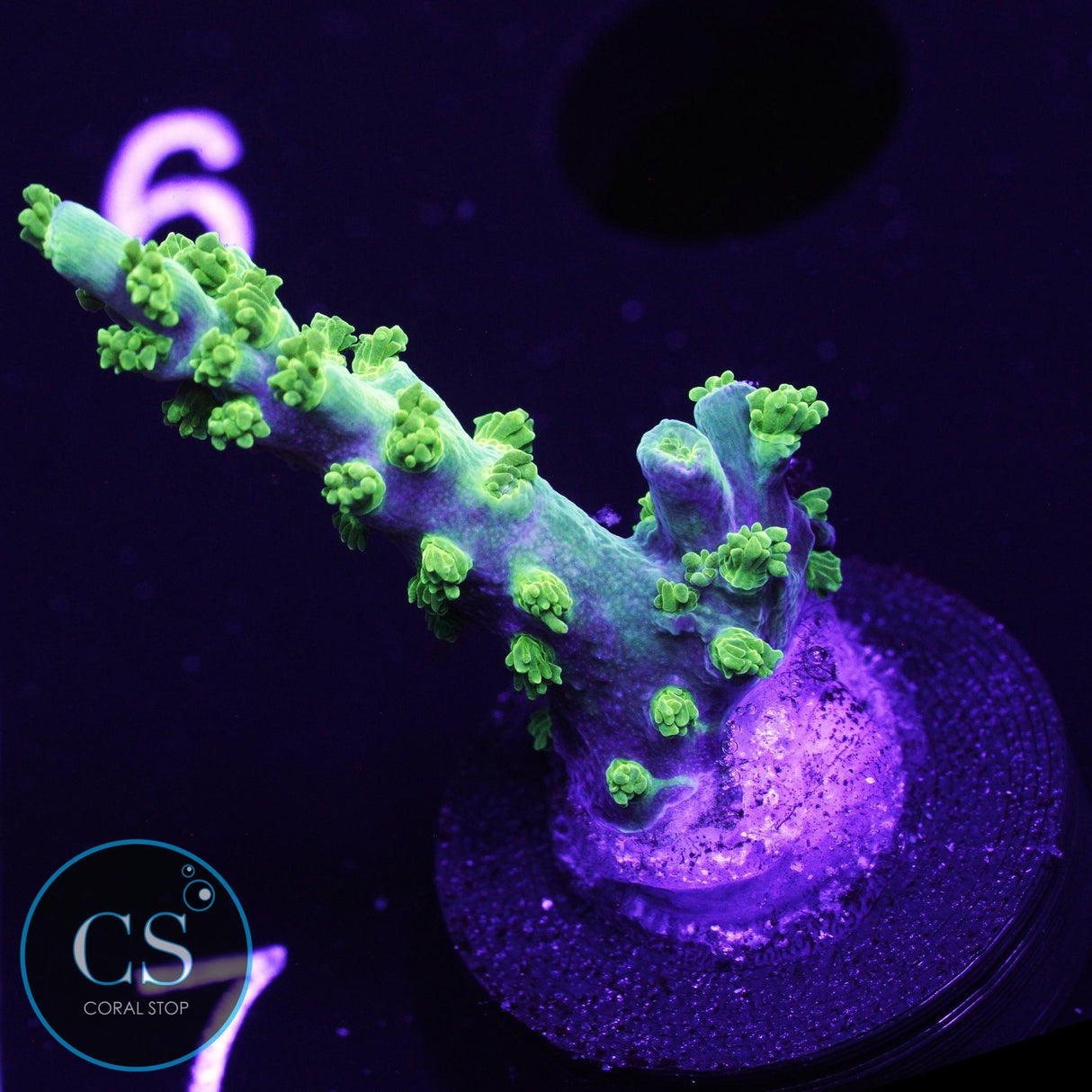 RR Marvin The Martian Acro