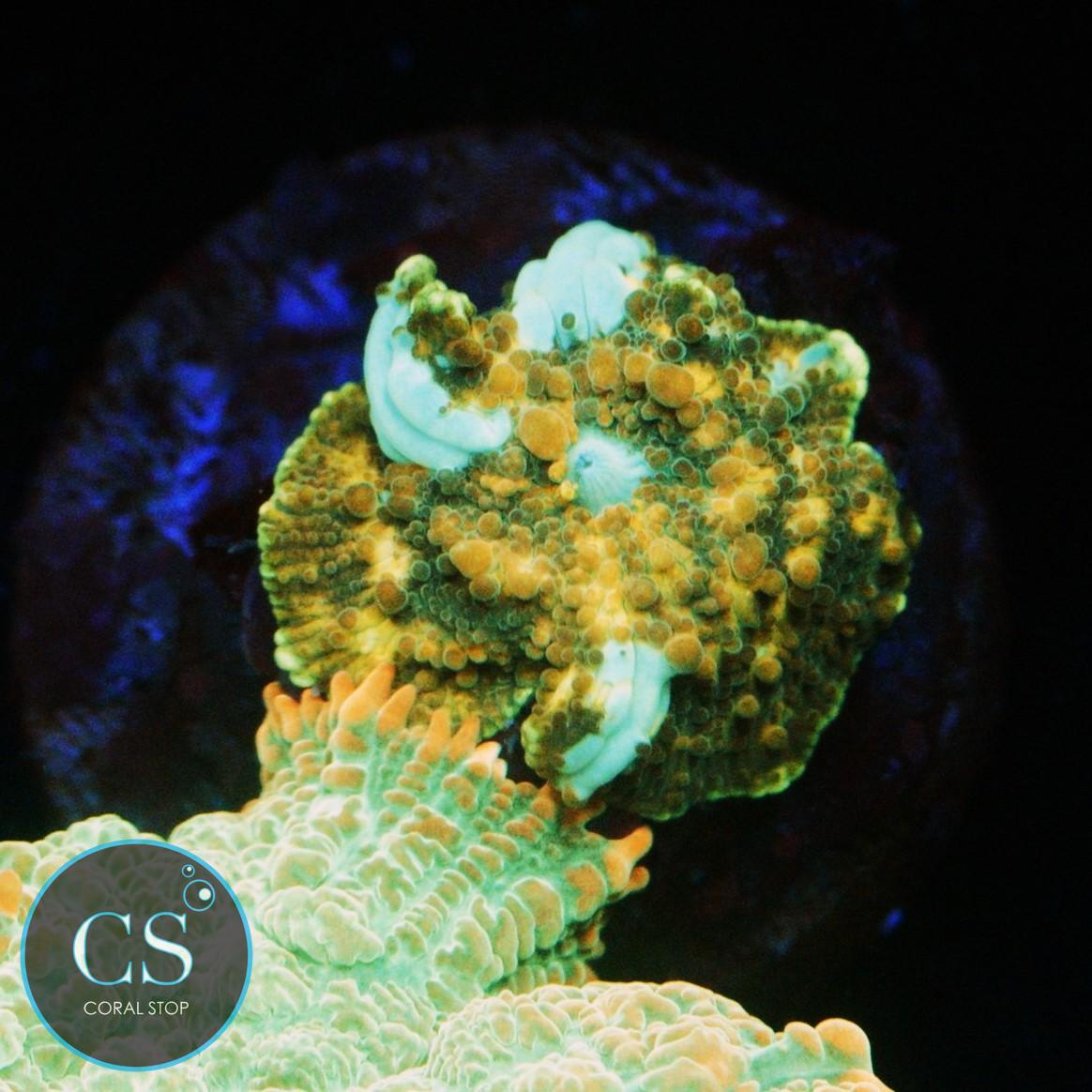 GOLDEN DRAGON LADY BOUNCE MUSHROOM