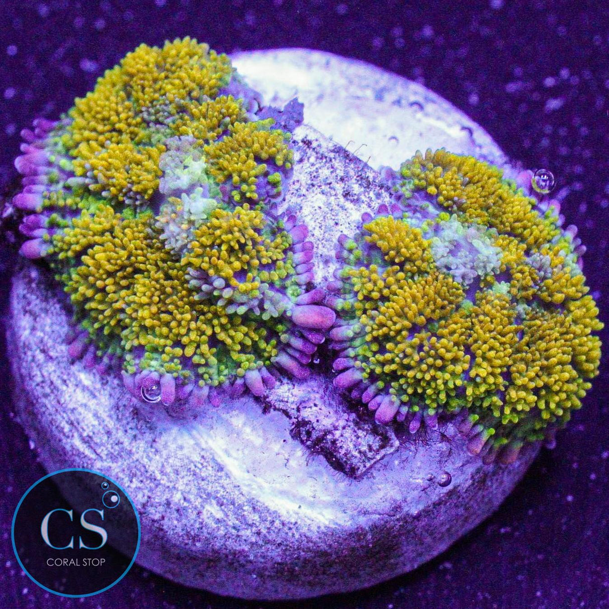 Gonzo Gold Dragon Bounce Mushroom