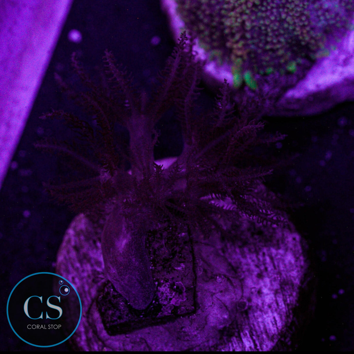 Rare Ruby Red Pulsing Xenia Baby
