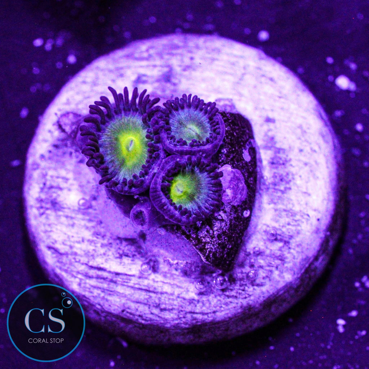 Lost Worlds Zoa
