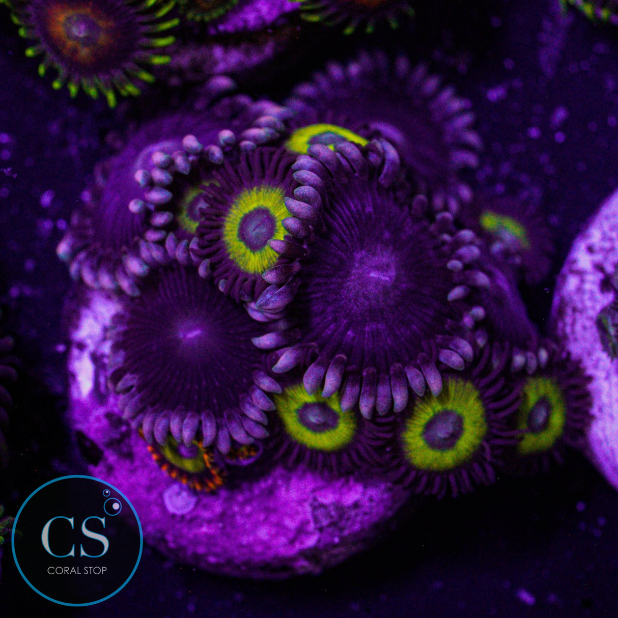 Combo Zoa
