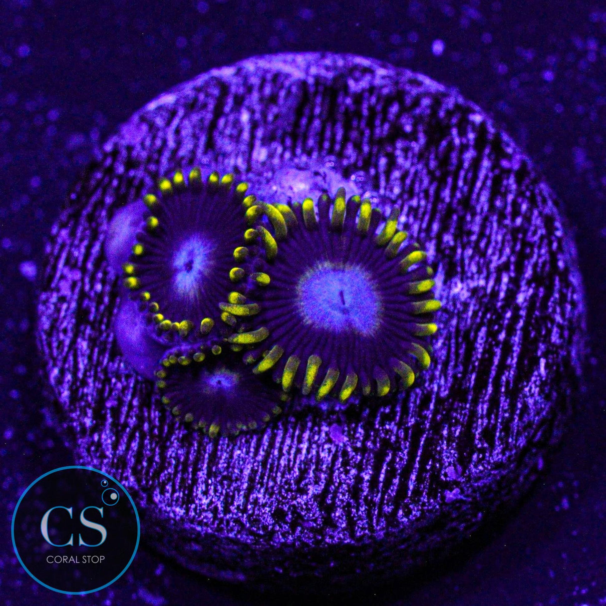 Frozen Hornets Zoa