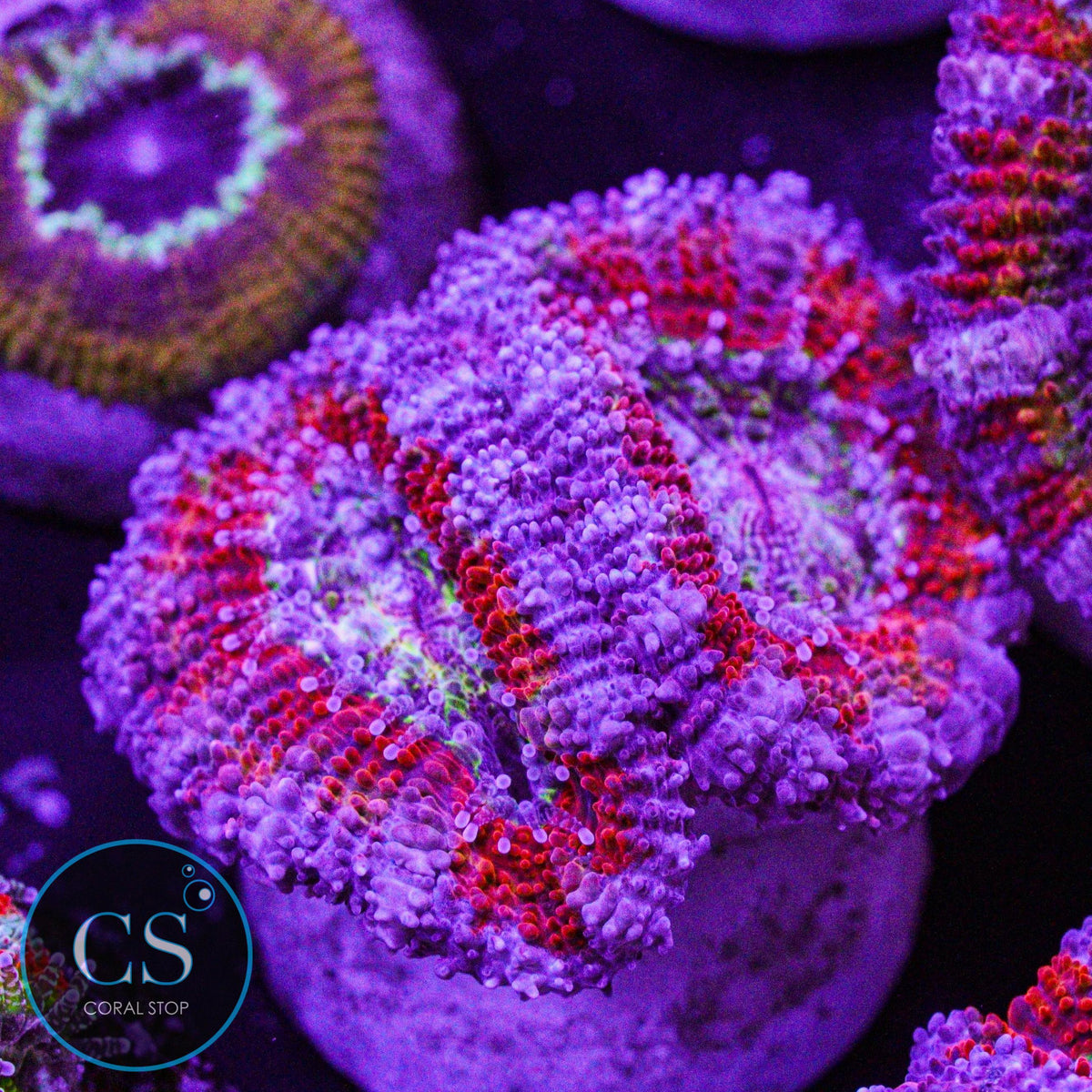 Clown Puke Acan