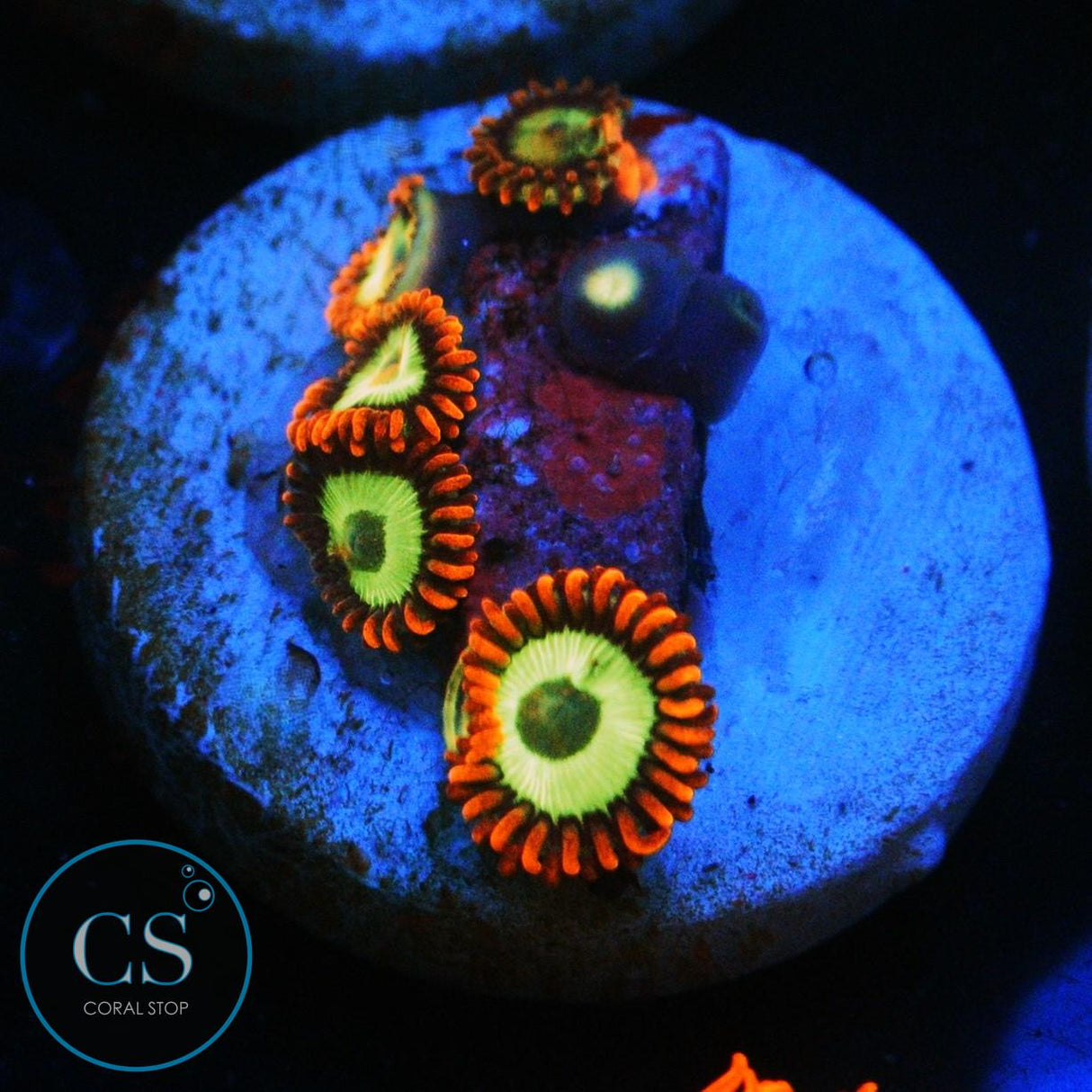 EMERALD ON FIRE ZOA