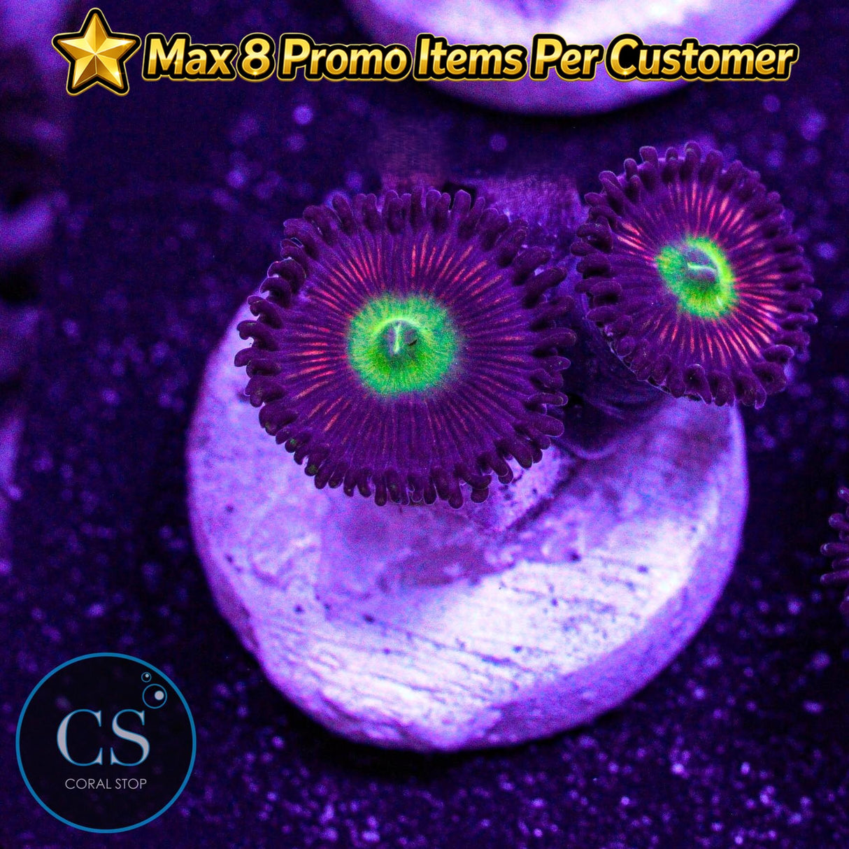 Ultra Cat Eye Zoa