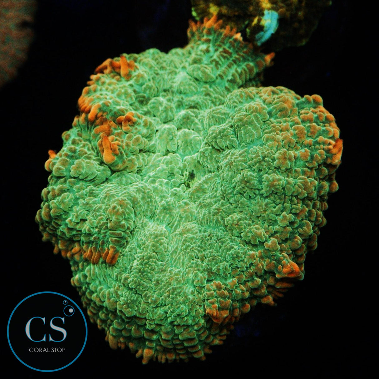 LARGE ELECTRIC LIME MUSHROOM