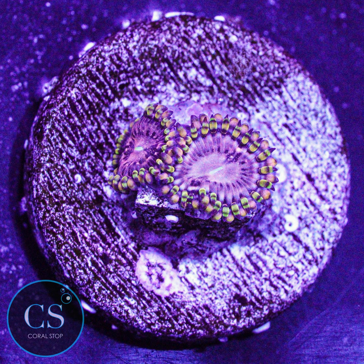 RR Koala Eye Zoa