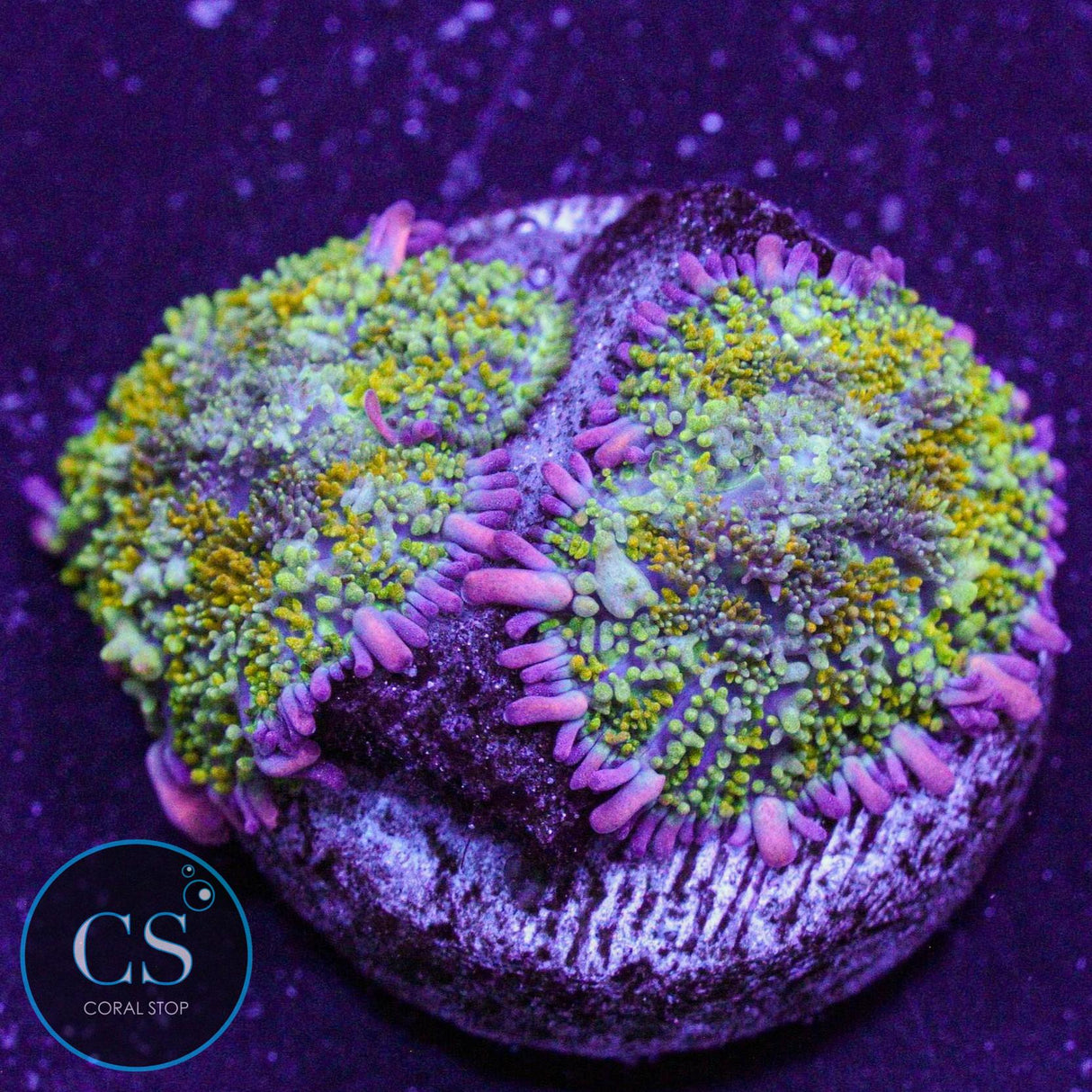Gonzo Gold Dragon Bounce Mushroom